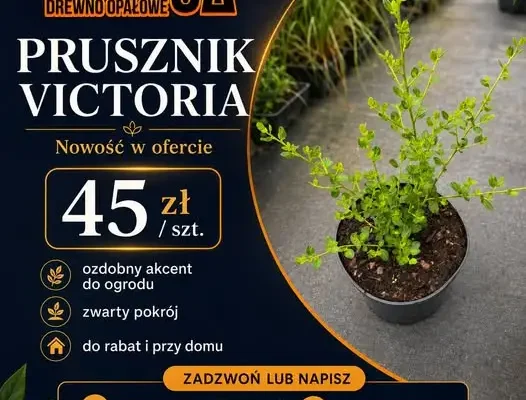 Prusznik Victoria – krzew, który przełamie schemat w Twoim ogrodzie