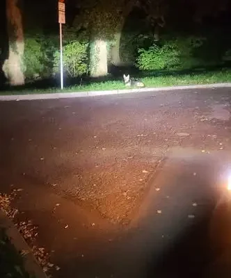 Apel o pomoc w odnalezieniu porzuconej suczki na budowie stadionu w Otmuchowie