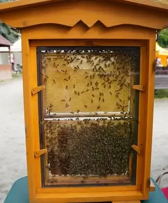 Święto Miodu na Placu Paderewskiego w Nysie – trwa słodkie świętowanie